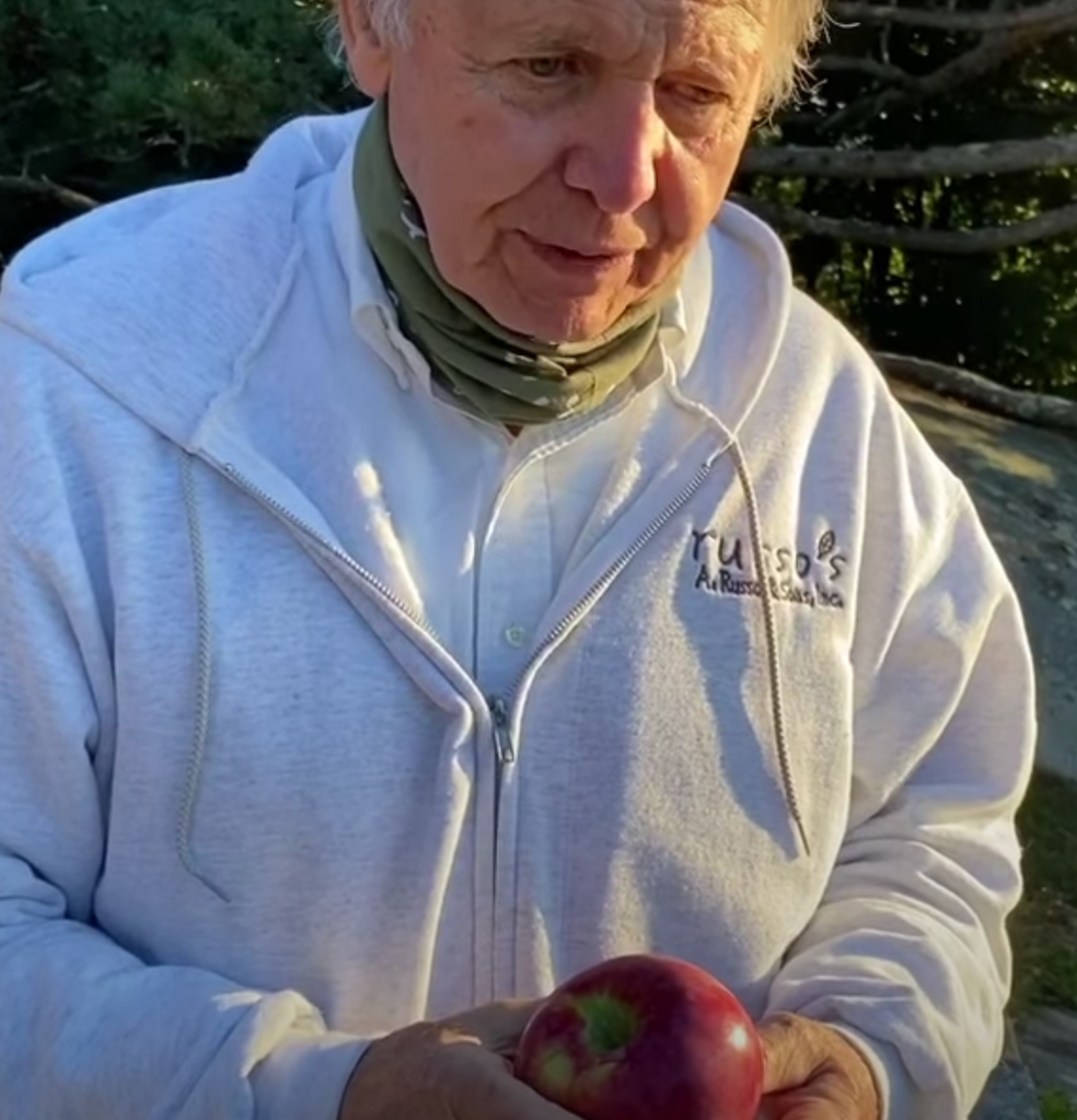 Tony's Tips: The best crop of local Cortland apples