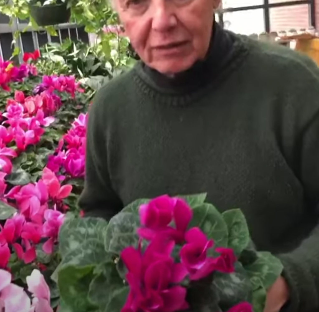 Tony’s Tips: Cyclamen is an affordable and colorful garden addition 